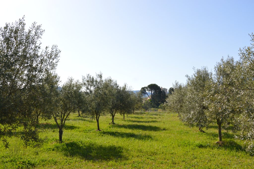 campo de olivos