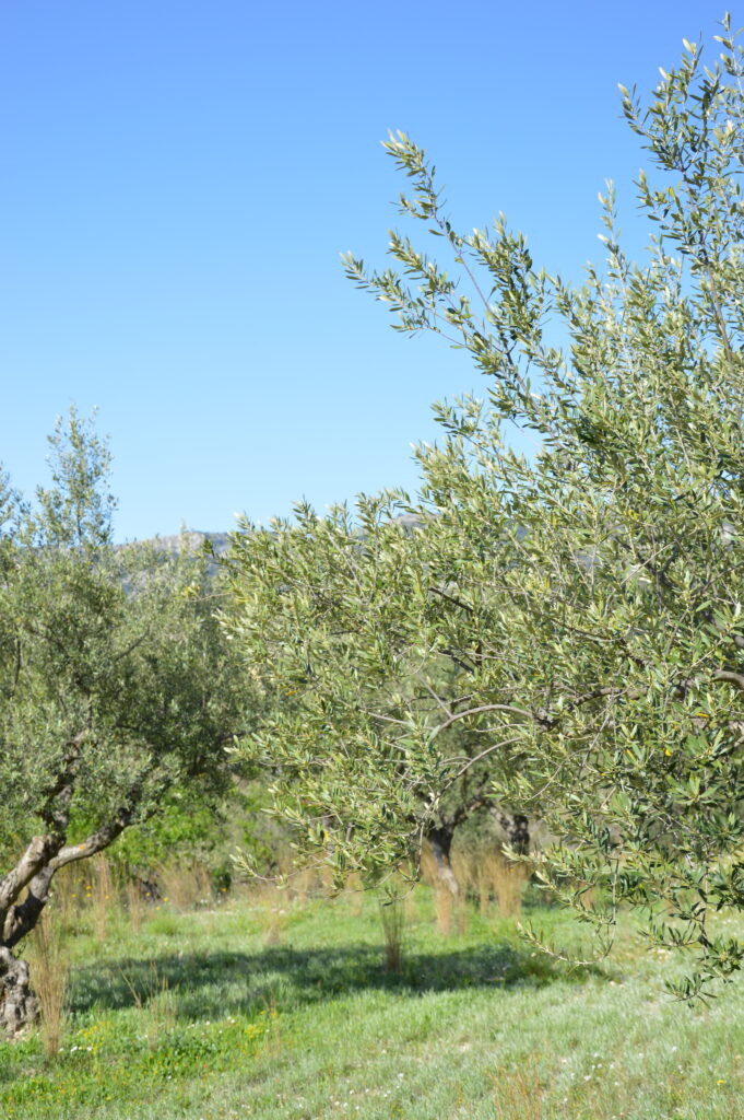 campo de olivos de Aceite de la sierra de mariola
