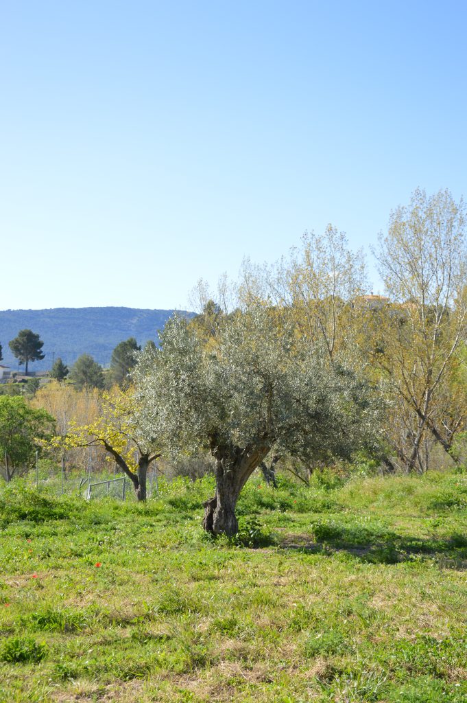 campo de olivos
